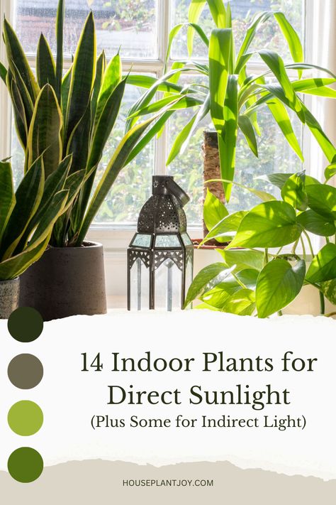 Step into a world of vibrant greenery with our curated selection of indoor plants perfect for both direct and indirect sunlight! 🌿☀️ Whether you're a seasoned plant lover or new to indoor gardening, these botanical gems will brighten your space and elevate your plant-parenting experience. 🏡 Let's explore how these sun-kissed beauties can transform your home into a haven of natural beauty and positive energy. #IndoorPlants #SunlightSelection #GreeneryHaven 🌱🌞 Direct Sunlight Plants Indoor, Plant Parenting, Indirect Sunlight, Sun Plants, Indoor Gardening, Sun Kissed, Plant Lover, Green Thumb, Positive Energy