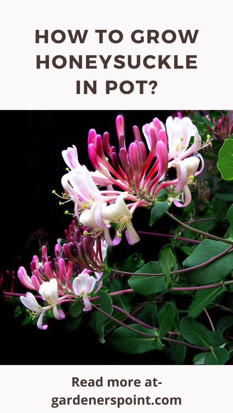 Growing Honeysuckle In Pots, Honeysuckle In Container, Honeysuckle In Pots, Grow Honeysuckle, Honeysuckle Plant, Gardening Basics, Honeysuckle Vine, Small Container, Peaches N Cream