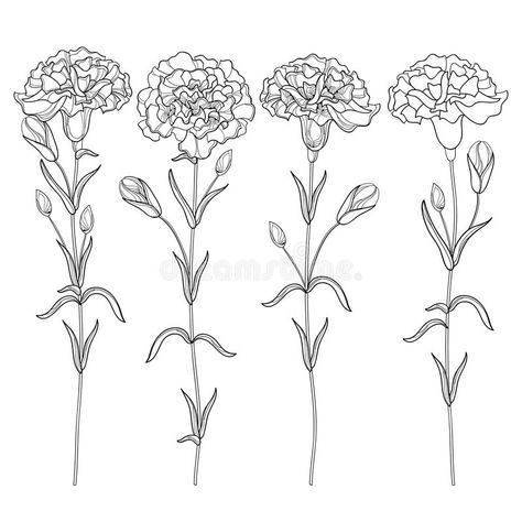 Vector set with outline Carnation or Clove flower, bud and leaves in black isolated on white background. Ornate floral carnations. Vector set with outline vector illustration Carnation Drawing, Clove Flower, Carnation Flower Tattoo, Marigold Tattoo, Carnation Tattoo, Carnation Flowers, Small Flower Tattoos, Birth Flower Tattoos, Flower Outline