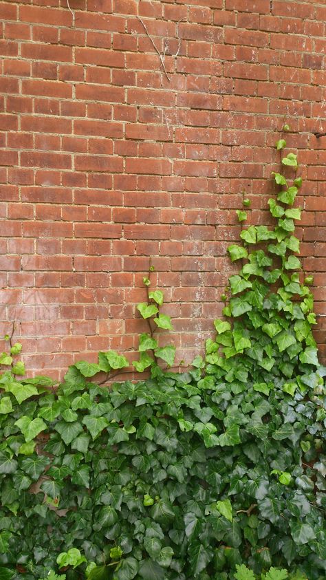 Brick Wall With Plants, Vine On Brick Wall, Brick Wall With Vines, Ivy On Brick, Ivy Growing On Wall, Ivy Building Aesthetic, Overgrown Brick Wall, Wild Birds Photography, Boston Ivy