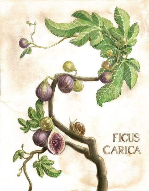 Figs Fruit, Fig Drawing, Floral Tattoo Sleeve, Fig Leaves, Fruit Painting, Botanical Painting, Tree Illustration, Tree Drawing, Fig Tree