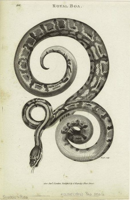 The Caledonian Mining Expedition Company: Scientific Illustration Snake Illustration, Petit Tattoo, History Tattoos, Snake Art, Image Paper, Snake Tattoo, Scientific Illustration, A Snake, Zoology