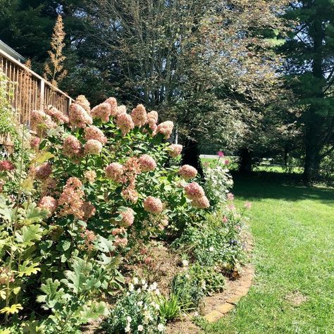 Hydrangea Plant Care, Limelight Hydrangeas, Pruning Hydrangeas, Hydrangea Landscaping, Panicle Hydrangea, Hydrangea Bloom, Limelight Hydrangea, Hydrangea Bush, Floral Installation