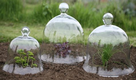 Set of Glass Bell Cloches Garden Cloche, Glass Bell Jar, American Garden, Mini Greenhouse, Glass Cloche, Starter Plants, The Bell Jar, Glass Garden, Autumn Garden