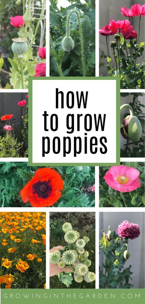 Poppies In Containers, Poppies In Garden, How To Grow Poppies, Poppy Garden Ideas, Poppy Growing, Pictures Of Poppy Flowers, Poppy Flower Garden, Poppies Garden, Growing Poppies