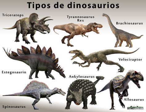 Dinosaurios: Nombres de los diferentes tipos; Cuándo y cómo se extinguieron Dinosaurs Names And Pictures, Types Of Dinosaurs, Long Neck Dinosaur, Dinosaur Tails, Feathered Dinosaurs, Largest Dinosaur, Dinosaur Pictures, Jurassic World Dinosaurs, Extinct Animals