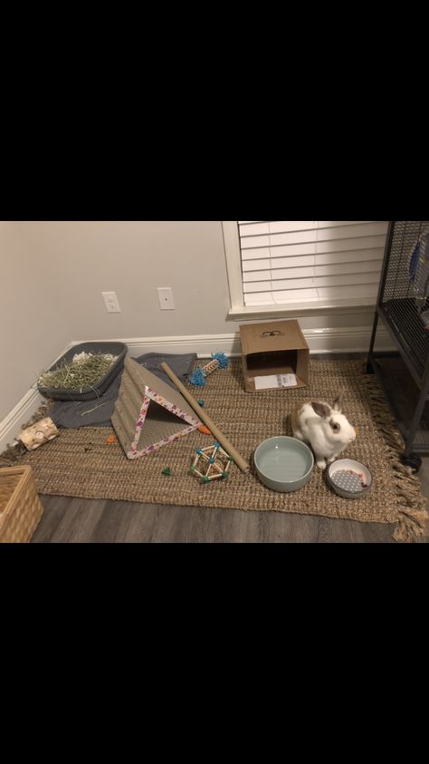 Free Roaming Bunny! Free Roam Bunny, Rabbit Free Roam Area, Free Roam Bunny Set Up Bedroom, Free Roam Bunny Set Up, Free Roaming Bunny, Dig Box For Rabbit, Bunny Toys House Rabbit, Bunny Room, Hobbies And Interests