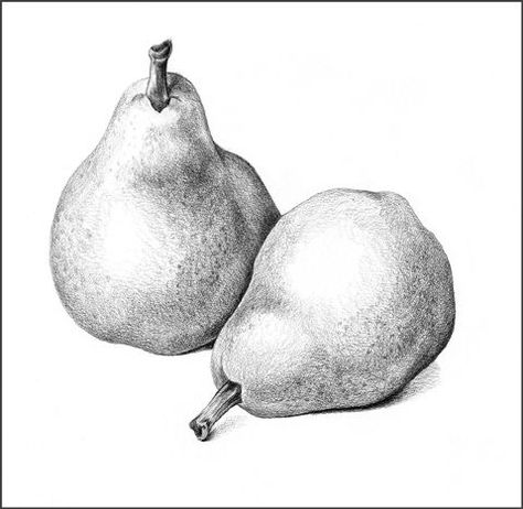 charcoal #drawing - Three Pears by Joy Argento | Impressive ... Pear Drawing, Fruit Art Drawings, Stippling Art, Fruits Drawing, Science Illustration, Charcoal Drawings, Basic Drawing, Still Life Drawing, Graphite Drawings