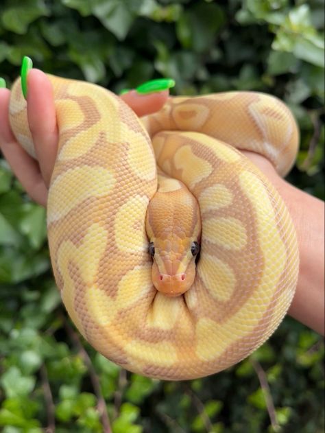 Pastel Banana Ball Python, Banana Ball Python Morphs, Banana Ball Python, Python Drawing, Rare Albino Animals, Snake Photos, Cool Snakes, Colorful Snakes, Python Snake