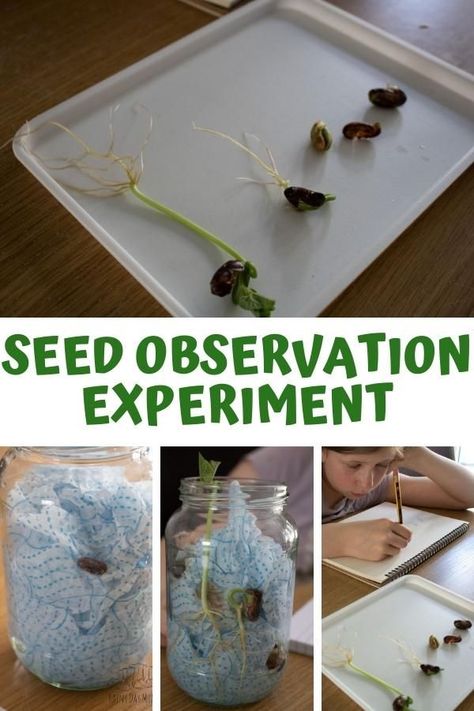 A simple plant science experiment to observe the stages of germination for a bean (broad or runner bean). Includes suggestions for science journaling and a FREE printable Seed Observation sheet that can be used. Seed Journal, Plants Science Experiments, Green Bean Seeds, Plant Experiments, Growing Beans, Experiment For Kids, Plant Activities, Science Experiments For Preschoolers, Easy Science Experiments