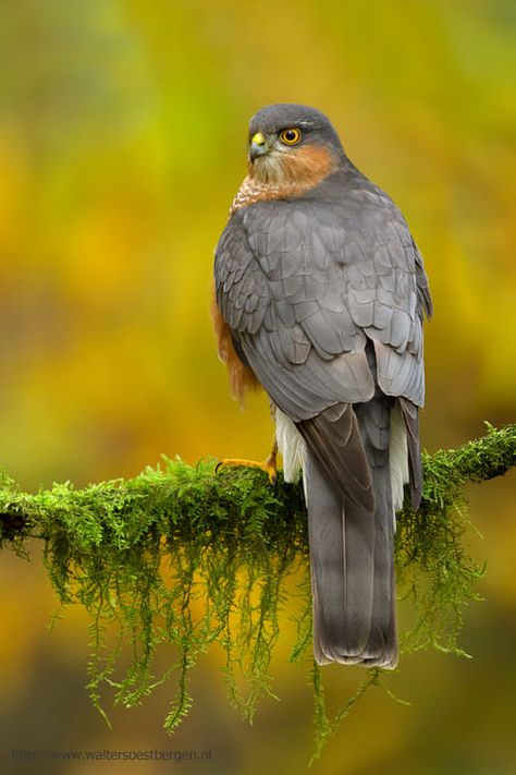 Eurasian Sparrowhawk by Walter Soestbergen on 500px Sparrowhawk, Kinds Of Birds, Nature Birds, Big Bird, All Birds, Pretty Birds, Bird Photo, Small Birds, Bird Photography