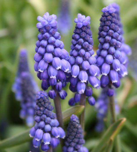 Grape hyacinth (Muscari armeniacum) Photo: Www.tulipworld.com / ONLINE_YES Purple Flowers Garden, Grape Hyacinth, Fall Bulbs, Spring Flowering Bulbs, Garden Bulbs, Spring Bulbs, Fall Plants, Bulb Flowers, Planting Bulbs