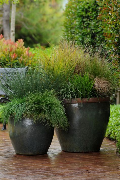 HGTV shows you how to add variety to containers by using grasses. Grasses In Containers, Ornamental Grass Landscape, Summer Planters, Mexican Feather Grass, Balcony Gardens, Garden Container, Perennial Grasses, Fall Containers, Planting Pots