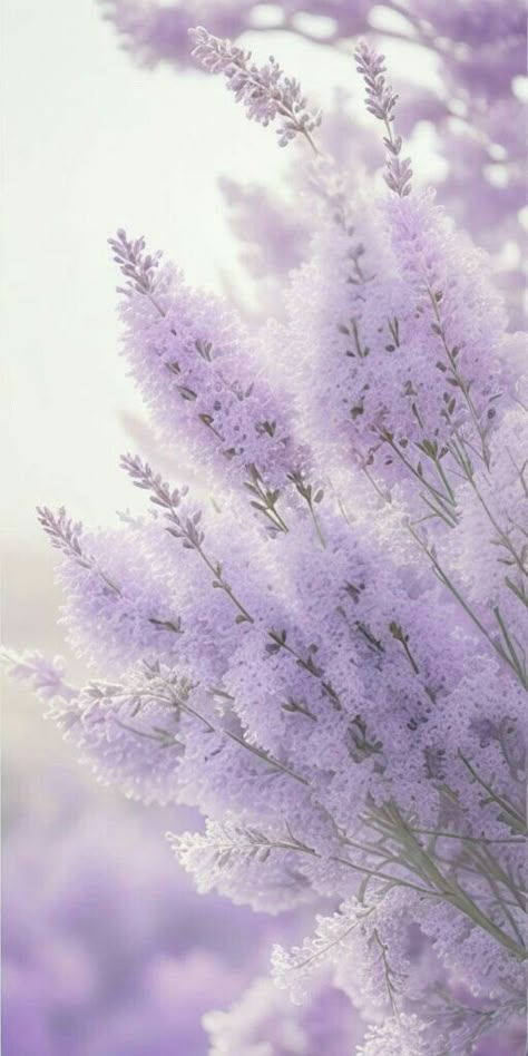 Purple Photo, Purple Aesthetic Background, Purple Flowers Wallpaper, Beautiful Wallpapers For Iphone, Lavender Aesthetic, Flowery Wallpaper, Beautiful Flowers Photos, Lovely Flowers Wallpaper, Flower Iphone Wallpaper