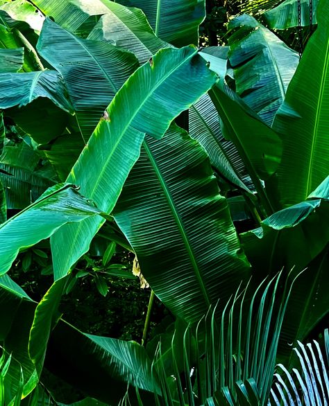 green palm leaves Large Leaves Tropical, Large Palm Leaves, Palm Leaf Photography, Green Palm Leaf Wallpaper, Green Palm Leaves, Palm Leaves, Music, Green, Quick Saves