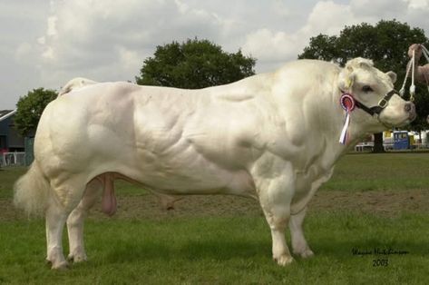 Belgian Blue cattle ... they have a mutation  that creates twice the muscle tissue. Calves are so big that Caesarian births are standard. Belgian Blue Cattle, Belgian Blue, Muscle Hypertrophy, Bull Cow, Cattle Breeds, Blue Cow, Genetic Mutation, Beef Cattle, Interesting Animals