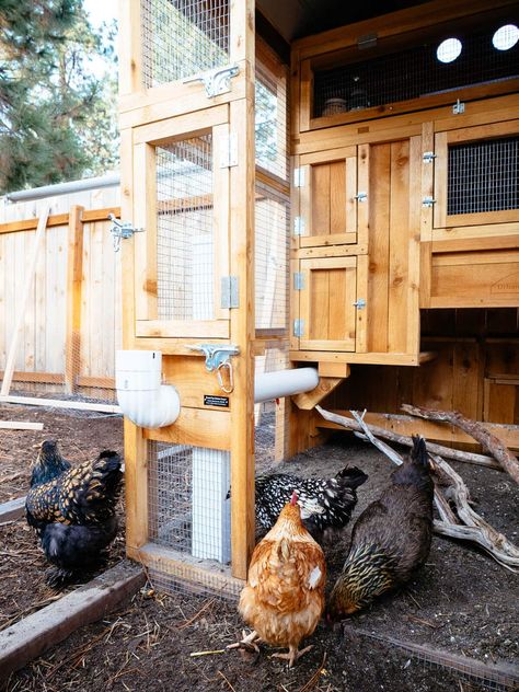 By their very nature, chickens are easy targets for predators: They're small, rarely take flight, and often huddle together when threatened, making them vulnerable to attack. But with a few simple measures, you can beef up the security on your chicken coop and chicken run to protect your flock from Cheap Chicken Coops, Urban Chicken Farming, Portable Chicken Coop, Urban Chickens, Best Chicken Coop, Raising Backyard Chickens, Chicken Coop Designs, Backyard Flocks, Coop Plans