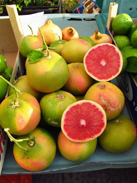 Siracusa Sicily, Everyday Italian, Citrus Grove, Fruit And Veggies, Beautiful Fruits, Healthy Food Motivation, Fruit Tree, Exotic Fruit, Tree Farm