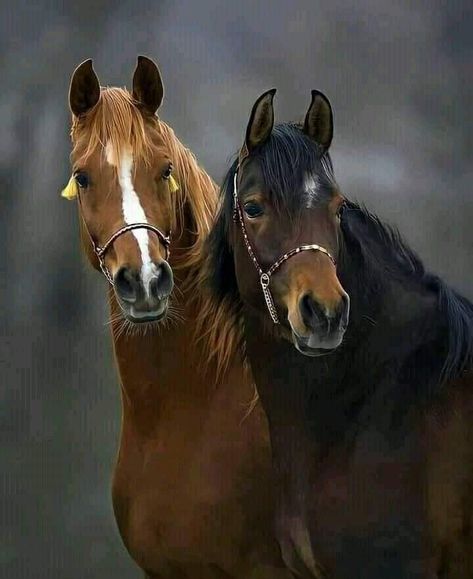 Two Horses In Love, Marwadi Horse, Photograph Idea, Beautiful Horses Photography, Horse Therapy, Animal Symbolism, Two Horses, All The Pretty Horses, Cute Horses