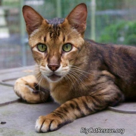 King Tut the Savannah Cat at Big Cat Rescue Cats Anatomy, Chausie Cat, Cat Sneezing, Cats In The Wild, Barn Cat, Big Cat Rescue, Cat Anatomy, Jungle Cat, Savannah Cat