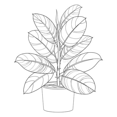 Vector outline ornamental houseplant Ficus elastic or rubber plant in pot isolated on white background. Ficus in contour style. Vector outline ornamental vector illustration Plant Embroidery, Plant Sketches, Plant Doodle, Botanical Line Drawing, Plant In Pot, Flower Drawing Tutorials, Plant Tattoo, Rubber Plant, Floral Drawing