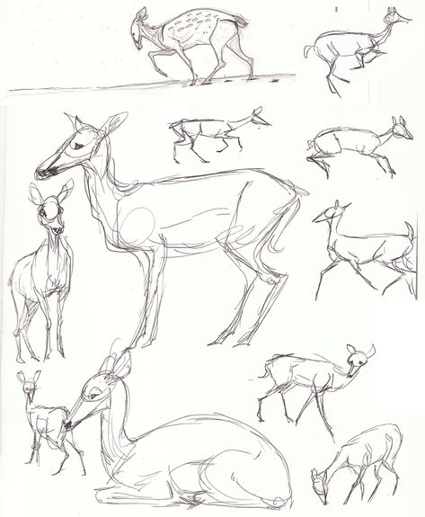 Deer Body Studies by Paso on DeviantArt Deer Body Reference, Deer Sketches, Skulls Sketch, Deer Drawings, Animal Sketching, Body Studies, Deer Sketch, Anatomy Images, Skull Sketch