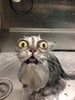 Le chat mouillé sorti du bain Meme Chat, Cat Bath, Wet Cat, Memes Humor, Silly Cats, Funny Animal Pictures, Rottweiler, 귀여운 동물, Crazy Cats