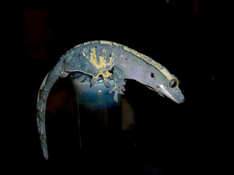 Blue crested gecko Blue Crested Gecko, Crested Gecko Morphs, Lizard Dragon, Gargoyle Gecko, Chameleon Lizard, Reptile Room, Crested Gecko, Reptile Snakes, Tortoise Turtle