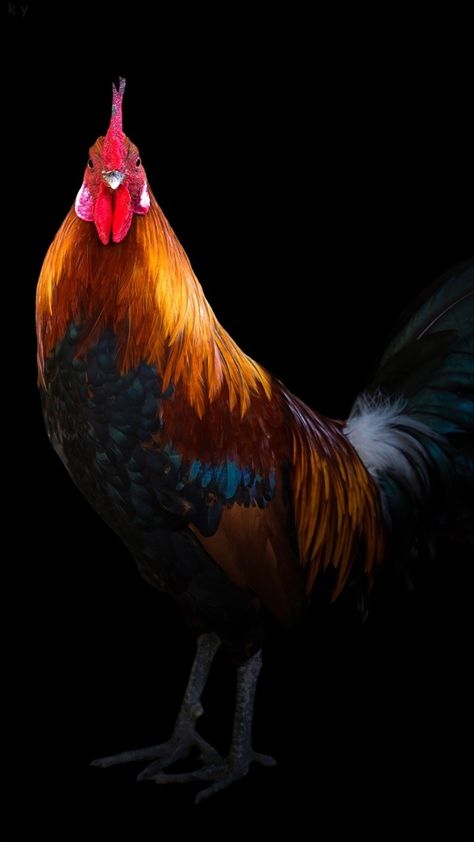 Ironic Wallpapers, Beautiful Chickens, Live Wallpapers, Knock Out, Rooster, You Never, Wallpapers, Internet, Energy