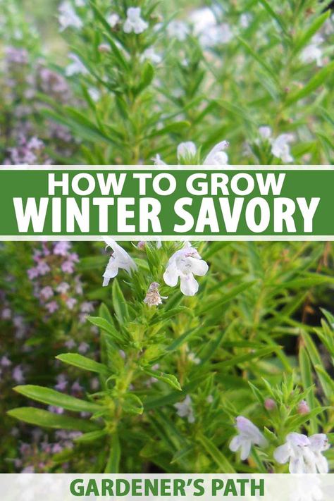 Winter savory is the perennial cousin of the annual summer variety, and its evergreen leaves can be enjoyed year-round. This easy-to-grow herb adds a peppery umami flavor to a variety of dishes, and makes a great companion plant in the garden. Read more now to learn how to grow your own. #herbs #savory #gardenerspath Winter Savory Plant, Savory Plant, Outdoor Garden Decor Ideas, Diy Outdoor Garden, Budget Gardening, Medicine Garden, Modern Homestead, Medicinal Herbs Garden, Diy Herb Garden