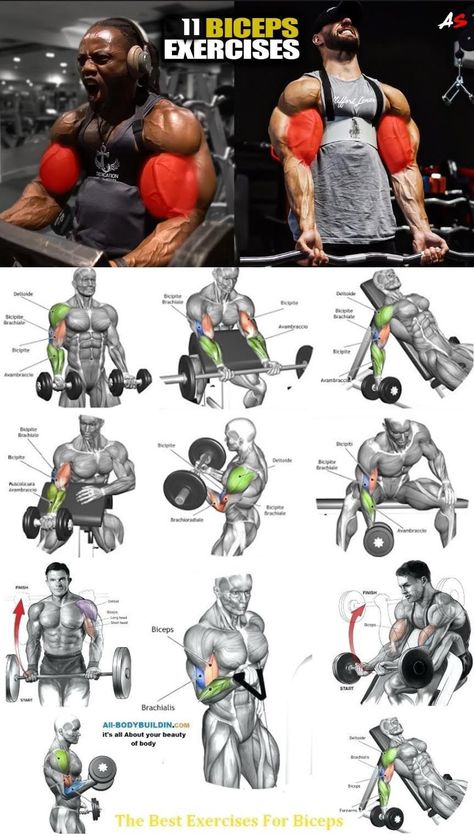 Workout Anatomy, Biceps Exercise, Big Biceps Workout, Physically Healthy, Bicep And Tricep Workout, Latihan Dada, Trening Sztuk Walki, Best Chest Workout, Gym Workout Planner