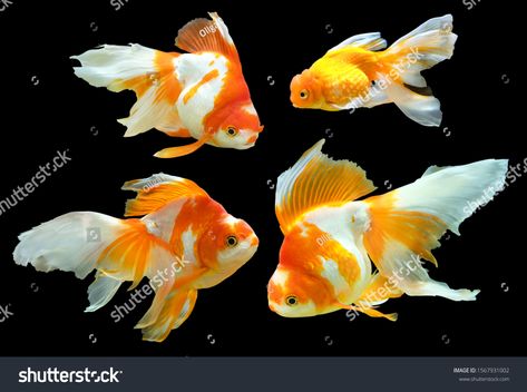 Veiltail Goldfish, Golden Fish, Quality Pictures, Aquarium Fish, Goldfish, Black Backgrounds, Fish Pet, Photo Editing, Photo Image