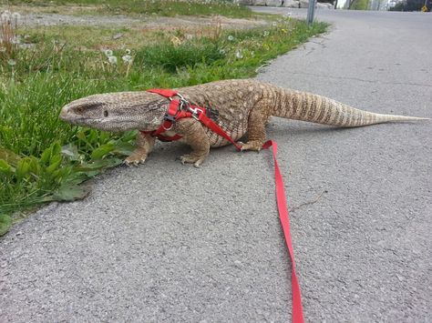 Walk time ⌚ Marley the savannah monitor Savannah Monitor, Funny Lizards, Female Leopard, Leash Training, Leopard Gecko, See Videos, Reptiles And Amphibians, Bearded Dragon, Weird Animals