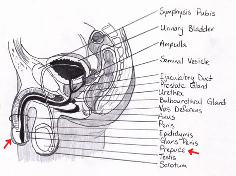 Male Reproductive System Drawing From High School Anatomy Textbook Men Reproductive System, Male Urinary System, Male Reproductive System Notes, Human Male Reproductive System Diagram, Male Reproductive System Histology, World Book Encyclopedia, Reproductive System, Anatomy Drawing, Anatomy