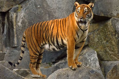 Tiger Facts For Kids, Javan Tiger, Indochinese Tiger, South China Tiger, Tiger Species, Tiger Facts, Malayan Tiger, Tiger Kids, Amur Tiger