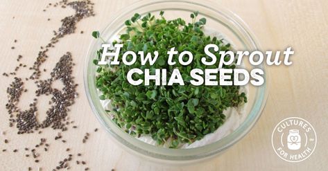 Chia seeds have gained popularity recently though they were once a staple food in ancient cultures. They are rich in protein and omega-3 fatty acids. And because of their mucilaginous properties, they make a great pudding! Sprouting chia seeds, however, can present a bit of a challenge due to these same properties.  Seeds such as chia, flax, and other mucilaginous seeds are best sprouted on unglazed clay or terra cotta (think Chia Pet!). Sprout Chia Seeds, Grow Chia Seeds, Sprouting Chia Seeds, Growing Chia Seeds, Microgreens Recipe, Growing Sprouts, Chia Pet, Chia Seed Recipes, Growing Microgreens