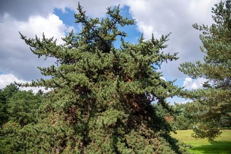 Planting Cherry Seeds, Jack Pine Tree, Cherry Tree From Seed, Types Of Pine Trees, Growing From Seeds, Drought Tolerant Trees, Thuja Green Giant, Jack Pine, Types Of Trees