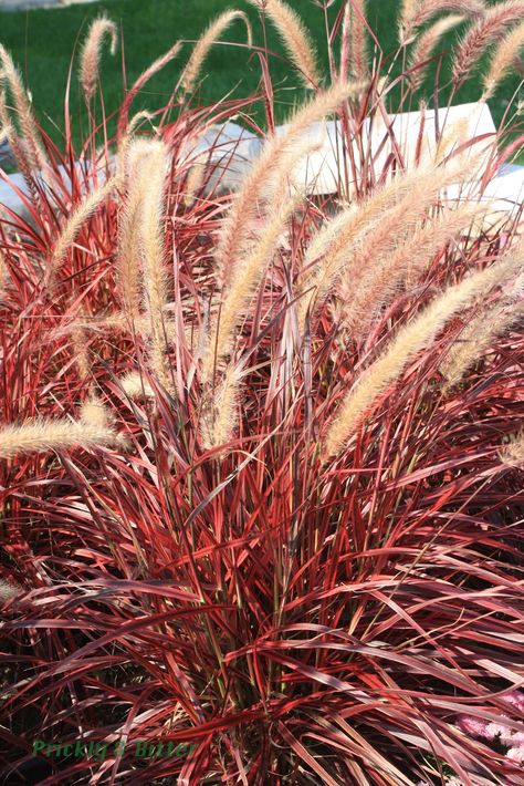 Red Fountain Grass Red Fountain Grass, Grass Landscaping, Blue Oat Grass, Pennisetum Setaceum, Tall Ornamental Grasses, Obedient Plant, Deck Planters, Red Grass, Grass Garden