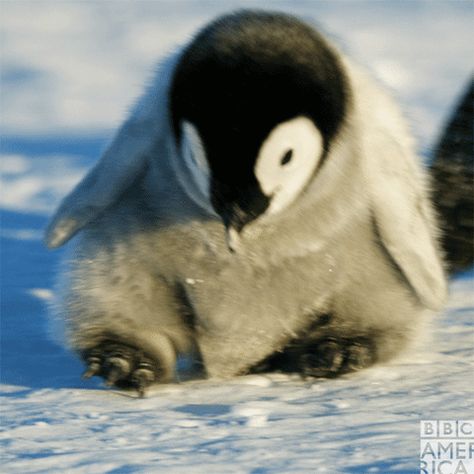 New trending GIF on Giphy Penguin Gif, Penguin Species, Stim Board, Kawaii Penguin, Penguin Art, Penguin Love, Baby Penguins, Cute Penguins, Animal Planet