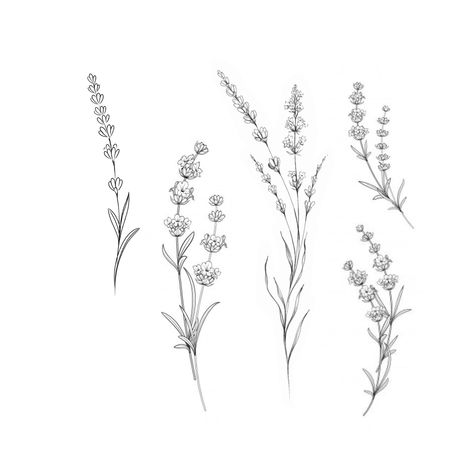 Vervain And Wolfsbane Tattoo, Lavender Drawing Tattoo, Fineline Wildflower Tattoo, Lupine Flower Tattoo, Fine Line Lavender Tattoo, Vervain Tattoo, Smol Tattoos, Lavender Flower Tattoo, Border Tattoo