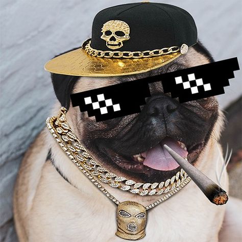 Thug Life Cat, Thug Life Quotes, Thug Life Meme, Gangster Outfit, Thug Life Wallpaper, Real Gangster, Doge Meme, Writing Photos, Photo Editor App