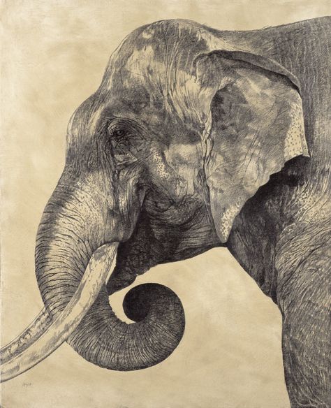 VICKY WHITE— 2004-07 Indian Elephant Drawing, Elephant Sketch, African Bush Elephant, Elephant Photography, Elephants Photos, Elephant Drawing, Animal Study, Asian Elephant, Elephant Painting