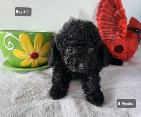 AVAILABLE POODLE PUPPIES FOR SALE Poodle Teacup, Teacup Poodles For Sale, Toy Poodles For Sale, Tiny Toy Poodle, Teacup Poodles, Teacup Poodle, Cute Teacup Puppies, Poodle Puppies For Sale, Red Poodles