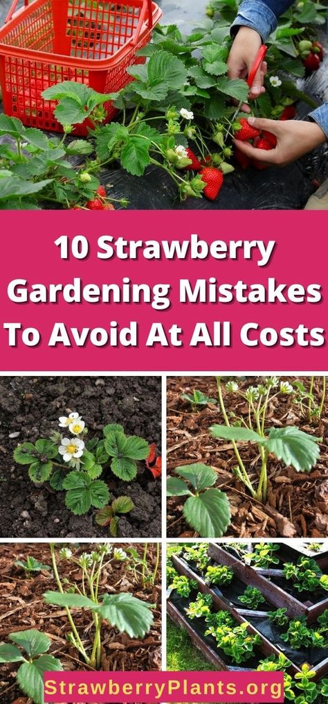 Alpine Strawberries Growing, How To Cover Strawberry Plants, Strawberry Plant Companion, Everbearing Strawberry Plants, Asparagus And Strawberry Garden, Strawberry Plant Diseases, Strawberry Planting Tips, Strawberry Runners Planting, Strawberry Garden Ideas Diy