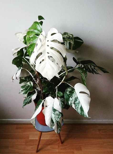 Variegated split leaf philodendron Pinterest Plant, Split Leaf Philodendron, Plants Monstera, Plant Goals, Trendy Plants, Philodendron Plant, Best Indoor Plants, Variegated Plants, Interior Plants