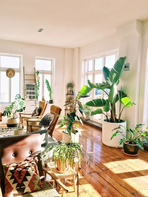 Plant Decor Living Room, Plant Apartment, Bohemian Apartment, Lots Of Plants, Decorating Bookshelves, New Zealand Houses, Living Room Plants, Bedroom Plants, House Plants Decor