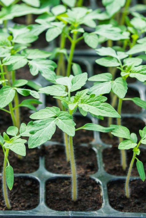 Knowing how to harden off seedlings is vital if you want them to survive transplanting. After nurturing your seedlings all winter, you'll want to make sure you know how to do this last vital step of starting seedlings for a bountiful harvest and plenty of green thumb bragging rights! #seedlings #organicgarden #transplant #gardenchant #gardentips How To Harden Off Seedlings, Aero Garden, Suburban Farmhouse, Garden 101, Hardening Off Seedlings, Regrow Vegetables, Hobby Farming, Hydroponic Farming, Garden Magic