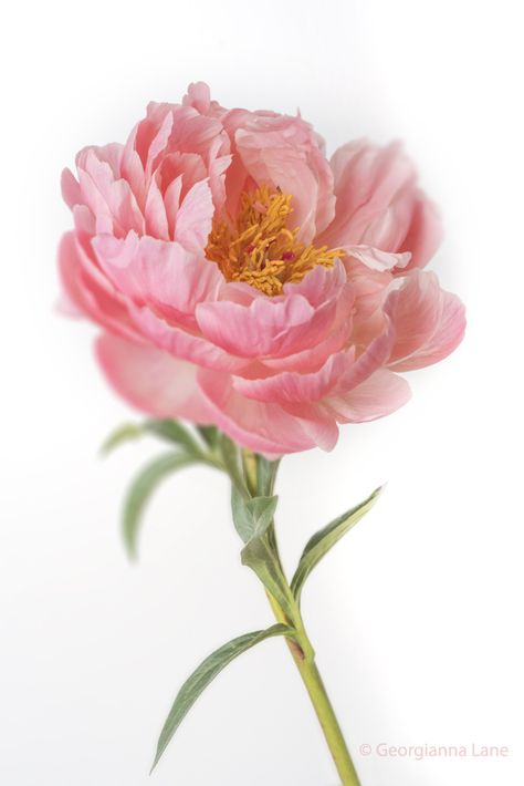 Floral Still Life Photography, Peonies Photography, Peony Photography, Coral Charm Peony, Flowers Peonies, Floral Still Life, Cat Air, Peony Flower, Beautiful Blooms