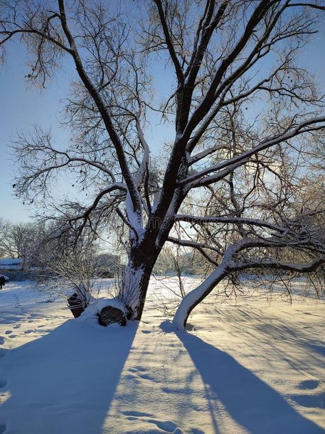 Snow covered tree on a winter day royalty free stock photography Winter Scenes Photography, Snow On Trees, Snow Covered Trees, Snowy Forest, Long Shadow, Clear Blue Sky, Stock Photography Free, Winter Landscape, Winter Day