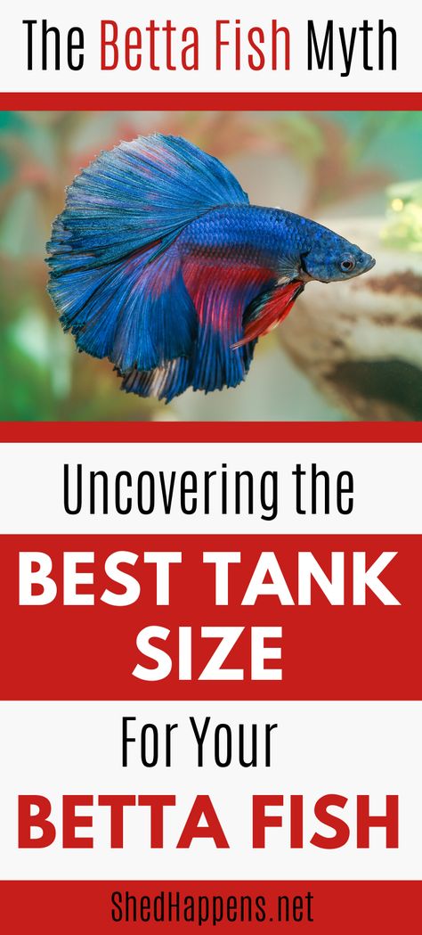 Beta Fish Aquaponics, Small Betta Fish Tank, Beta Tanks Ideas, Peace Lily And Beta Fish, Tangerine Koi Betta, How To Breed Betta Fish, Beautiful Betta Fish Tank, Best Betta Fish Tank Setup, Betta Fish Tank Ideas 3 Gallon